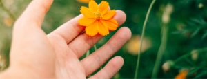 Flower between fingers